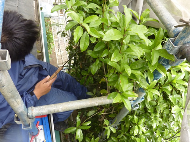 作業に邪魔になる植物の除去