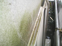 高圧洗浄前のカビがびっしりとこびりついたモルタル外壁